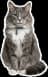 Snib, a grey longhaired tabby with a teal collar