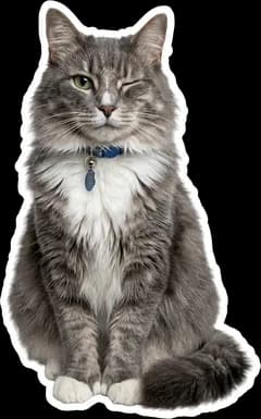 Snib, a grey longhaired tabby with a white bib and a teal collar